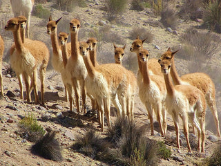 Vicuña Wool - The Most Expensive